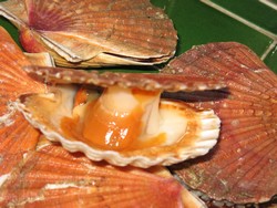 notre gite bretagne de plougasnou adapt�, vous invite � venir d�guster les coquilles saint jacques de la baie de morlaix